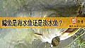 《鲶鱼是海水鱼还是淡水鱼？》封面图