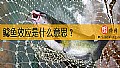 《鲶鱼效应是什么意思？》封面图