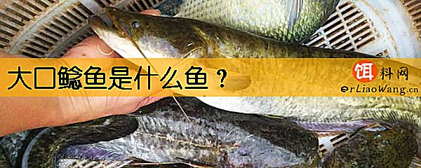 大口鲶鱼是什么鱼