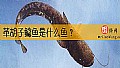 《革胡子鲶鱼是什么鱼？》封面图