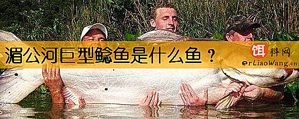 湄公河巨型鲶鱼是什么鱼