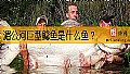 《湄公河巨型鲶鱼是什么鱼？》封面图