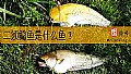 《二须鲶鱼是什么鱼？》封面图