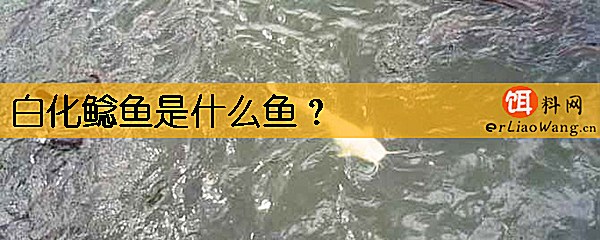 白化鲶鱼是什么鱼