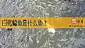 白化鲶鱼是什么鱼？