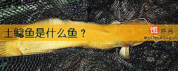 土鲶鱼是什么鱼