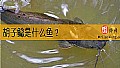 《胡子鲶是什么鱼？》封面图