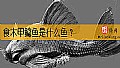 食木甲鲶鱼是什么鱼？