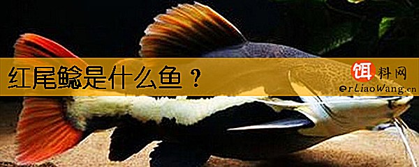 红尾鲶是什么鱼