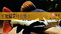 《红尾鲶是什么鱼？》封面图