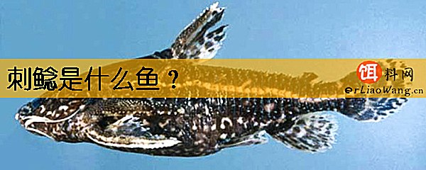 刺鲶是什么鱼