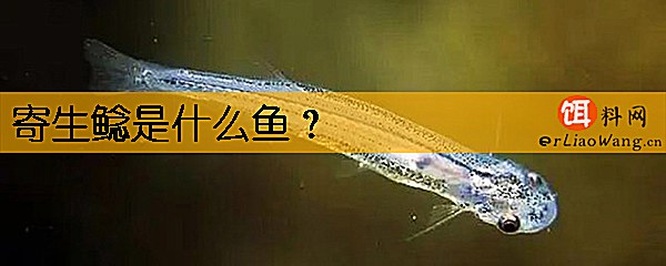寄生鲶是什么鱼
