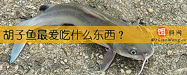 胡子鱼最爱吃什么东西