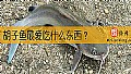《胡子鱼最爱吃什么东西？》封面图