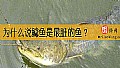 《为什么说鲶鱼是最脏的鱼？》封面图