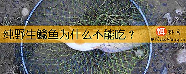 纯野生鲶鱼为什么不能吃