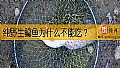 《纯野生鲶鱼为什么不能吃？》封面图