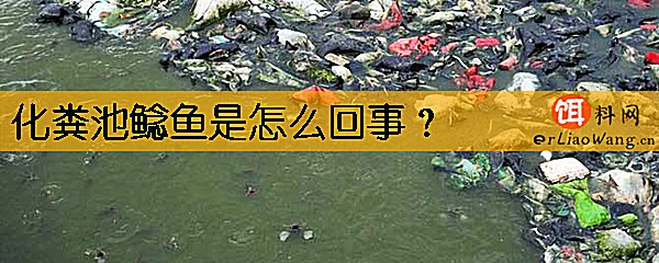 化粪池鲶鱼是怎么回事