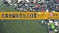 《化粪池鲶鱼是怎么回事？》封面图