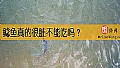 《鲶鱼真的很脏不能吃吗？》封面图