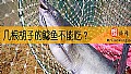 《几根胡子的鲶鱼不能吃？》封面图