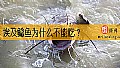 《埃及鲶鱼为什么不能吃？》封面图