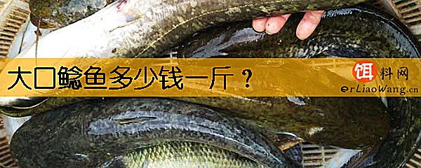 大口鲶鱼多少钱一斤