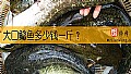 《大口鲶鱼多少钱一斤？》封面图