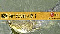 鲶鱼为什么没有人吃？