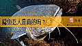 鲶鱼吃人是真的吗？