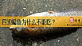 《四须鲶鱼为什么不能吃？》封面图