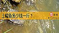 《土鲶鱼多少钱一斤？》封面图