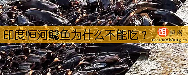 印度恒河鲶鱼为什么不能吃