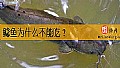 《鲶鱼为什么不能吃？》封面图