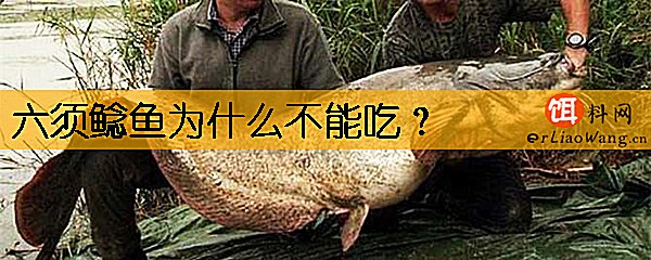 六须鲶鱼为什么不能吃