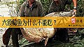 《六须鲶鱼为什么不能吃？》封面图