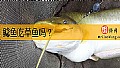 鲶鱼吃草鱼吗？