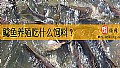 鲶鱼养殖吃什么饲料？
