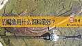 钓鲶鱼用什么饵料最好？