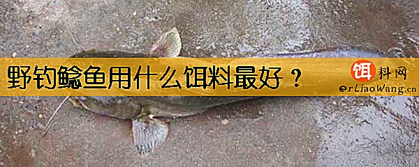 野钓鲶鱼用什么饵料最好