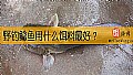 野钓鲶鱼用什么饵料最好？