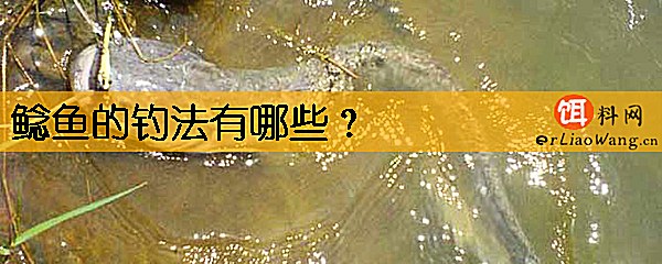 鲶鱼的钓法有哪些