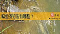 《鲶鱼的钓法有哪些？》封面图