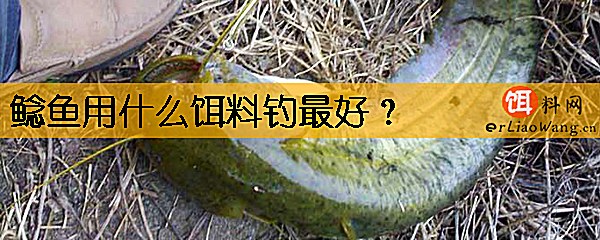 鲶鱼用什么饵料钓最好