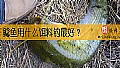 鲶鱼用什么饵料钓最好？