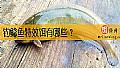 钓鲶鱼特效饵有哪些?