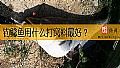 钓鲶鱼用什么打窝料最好？