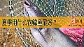 夏季用什么钓鲶鱼最好？