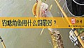 《钓塘角鱼用什么饵最好？》封面图