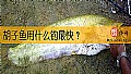 《胡子鱼用什么钓最快？》封面图